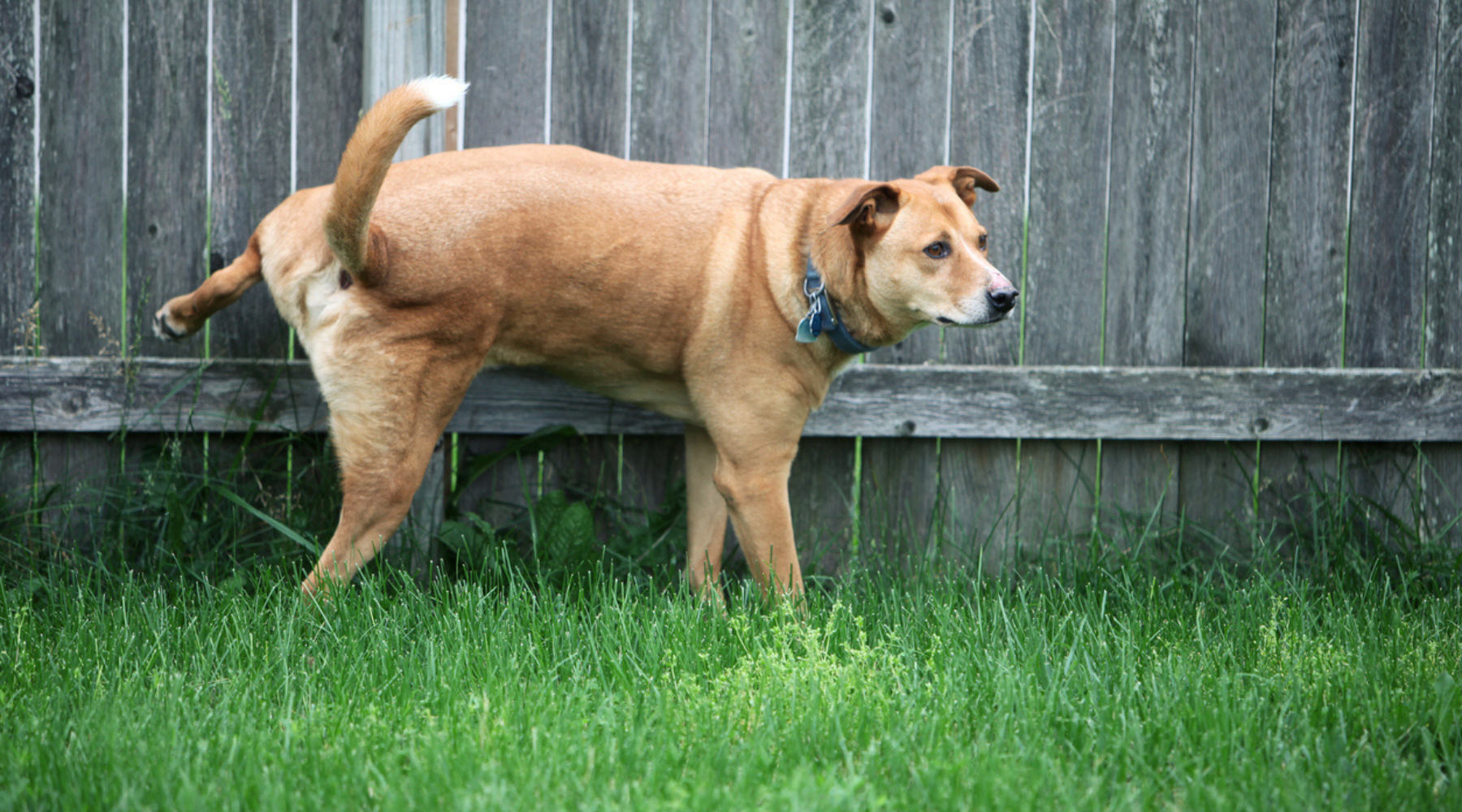 How to Get Rid of Dog Urine Smell Outside Naturally not another