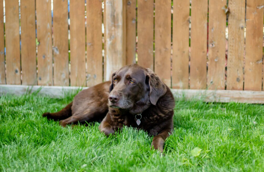 Dog Urine Odor 