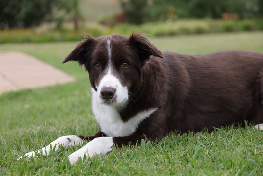 Enzymatic Dog Urine Odor 