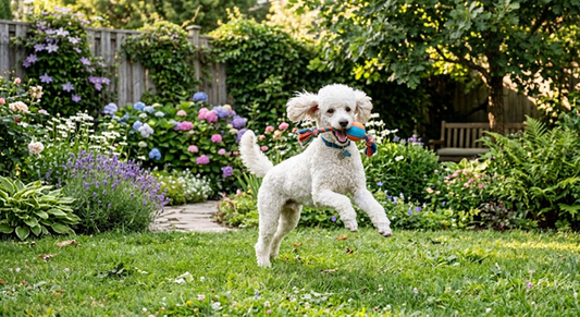 Rid Of Dog Pee 