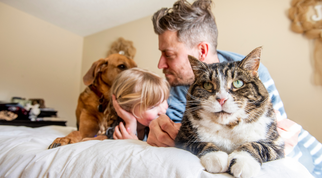 Top 5 Proven Ways to Get Pet Stains & Odors Out of Your House