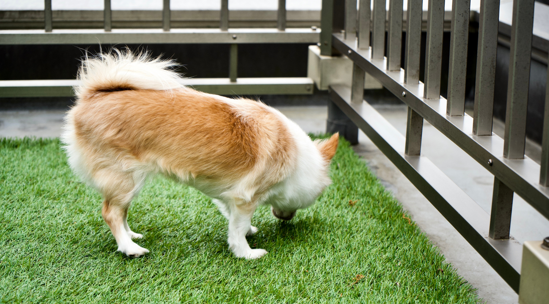 Ultimate Guide to Taking Care of Artificial Grass with Pets