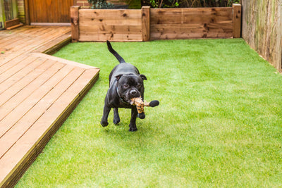 Antimicrobial Turf: Why It May Not Be A Good Idea For Dog Owners